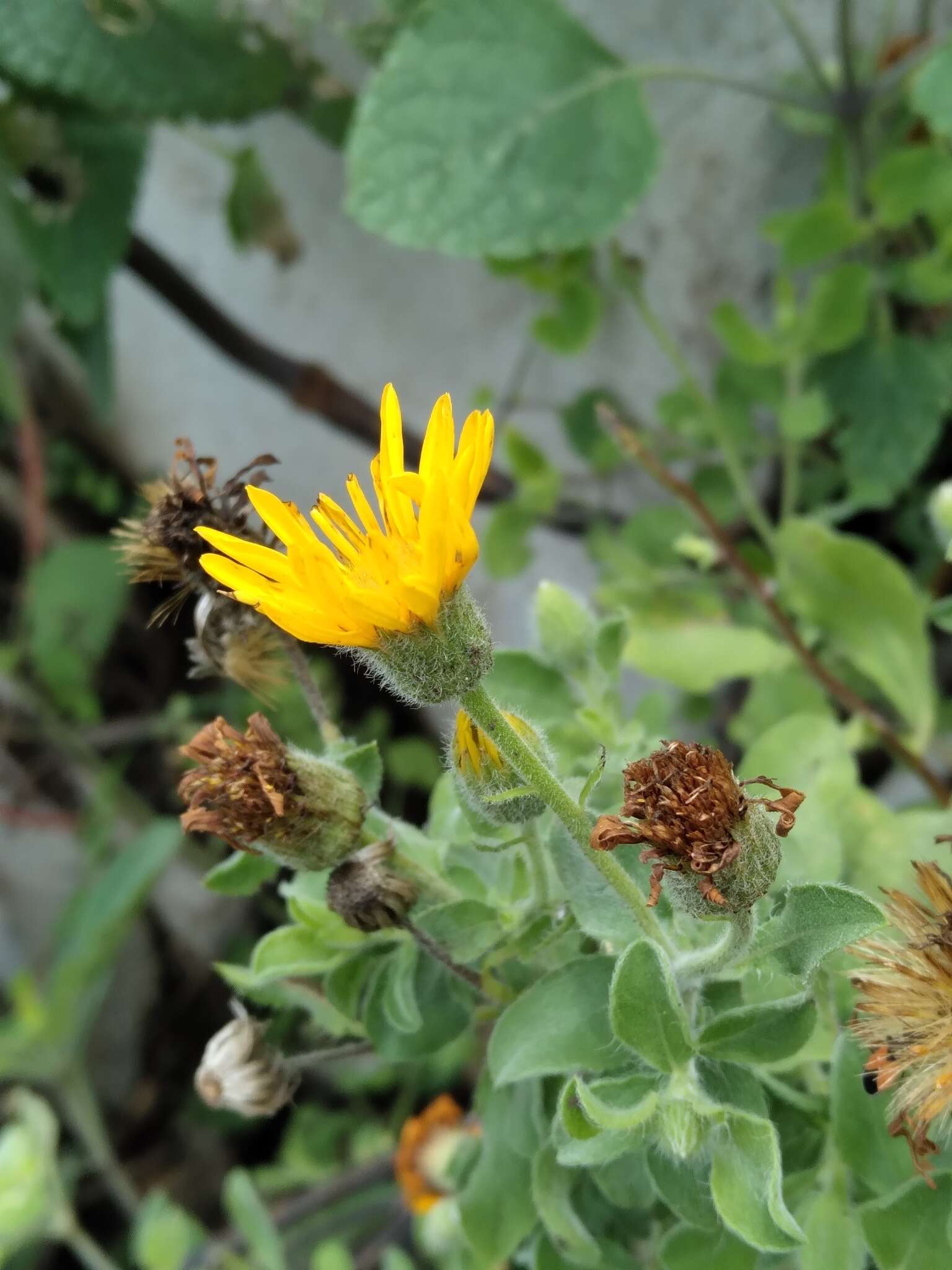 Image of Heterotheca mucronata V. L. Harms ex B. L. Turner