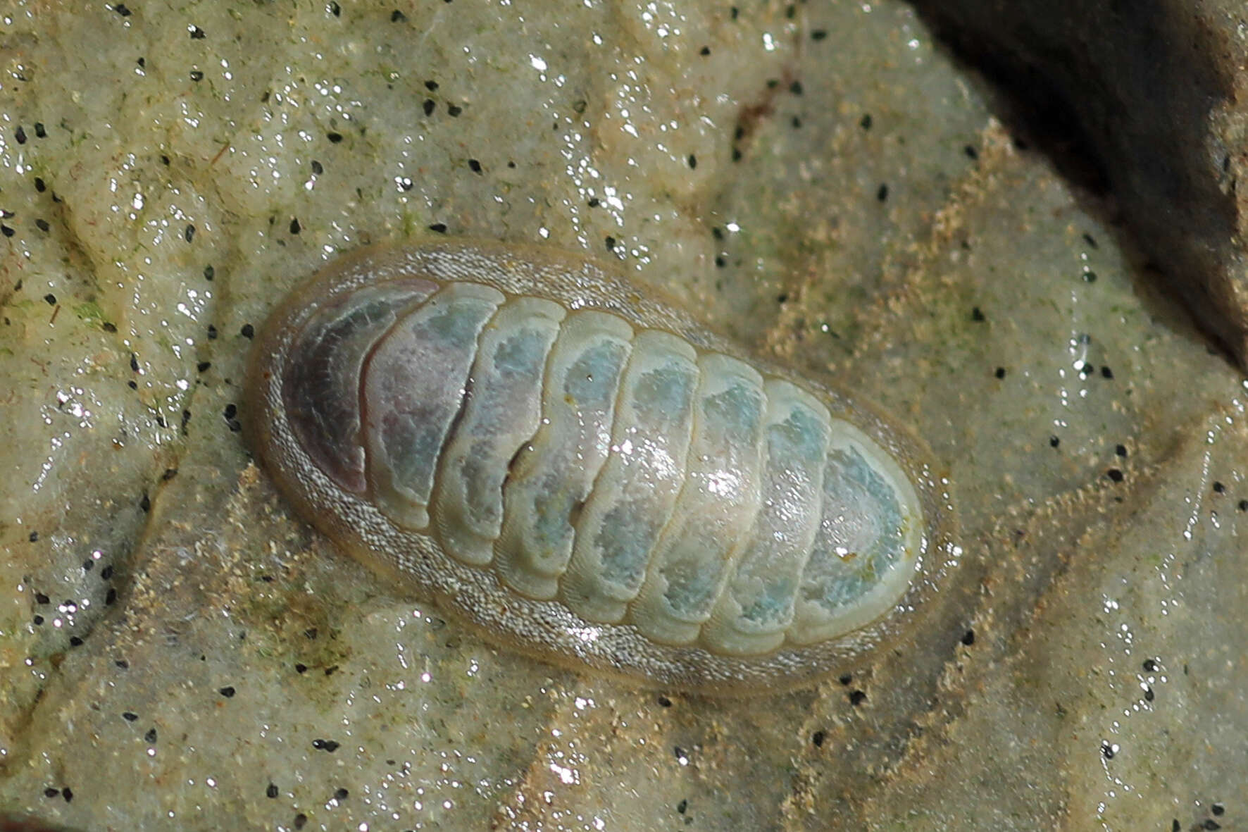 Image of Ischnochiton bergoti (Vélain 1877)