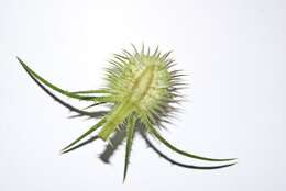 Image of Dipsacus fullonum