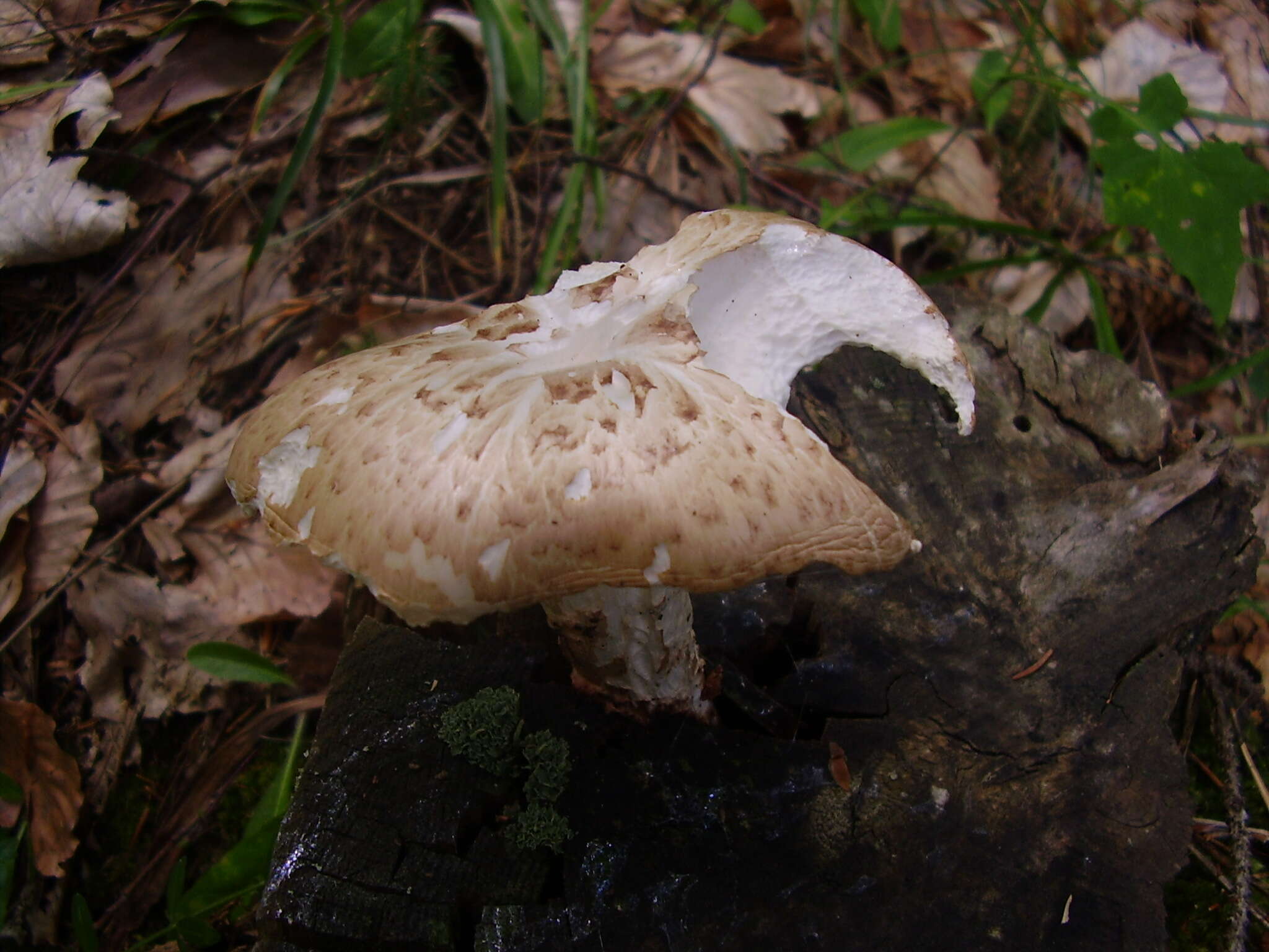 Image of Neolentinus lepideus (Fr.) Redhead & Ginns 1985