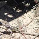 Image of Nobbi Lashtail