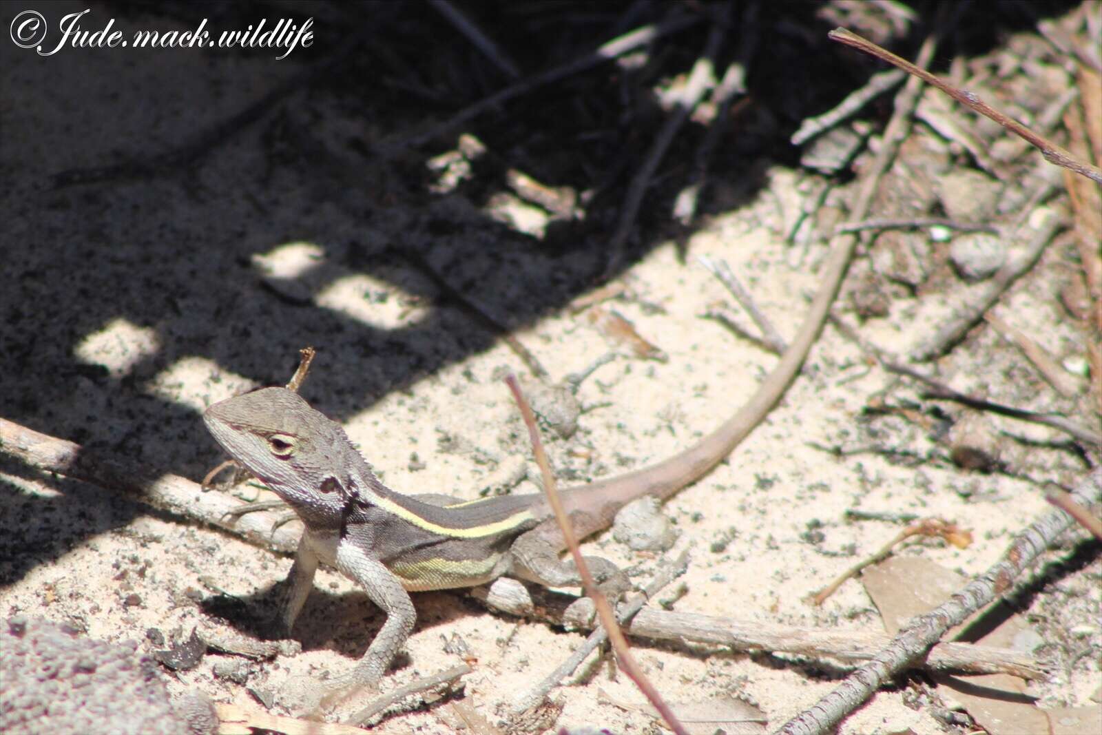 Image of Nobbi Lashtail