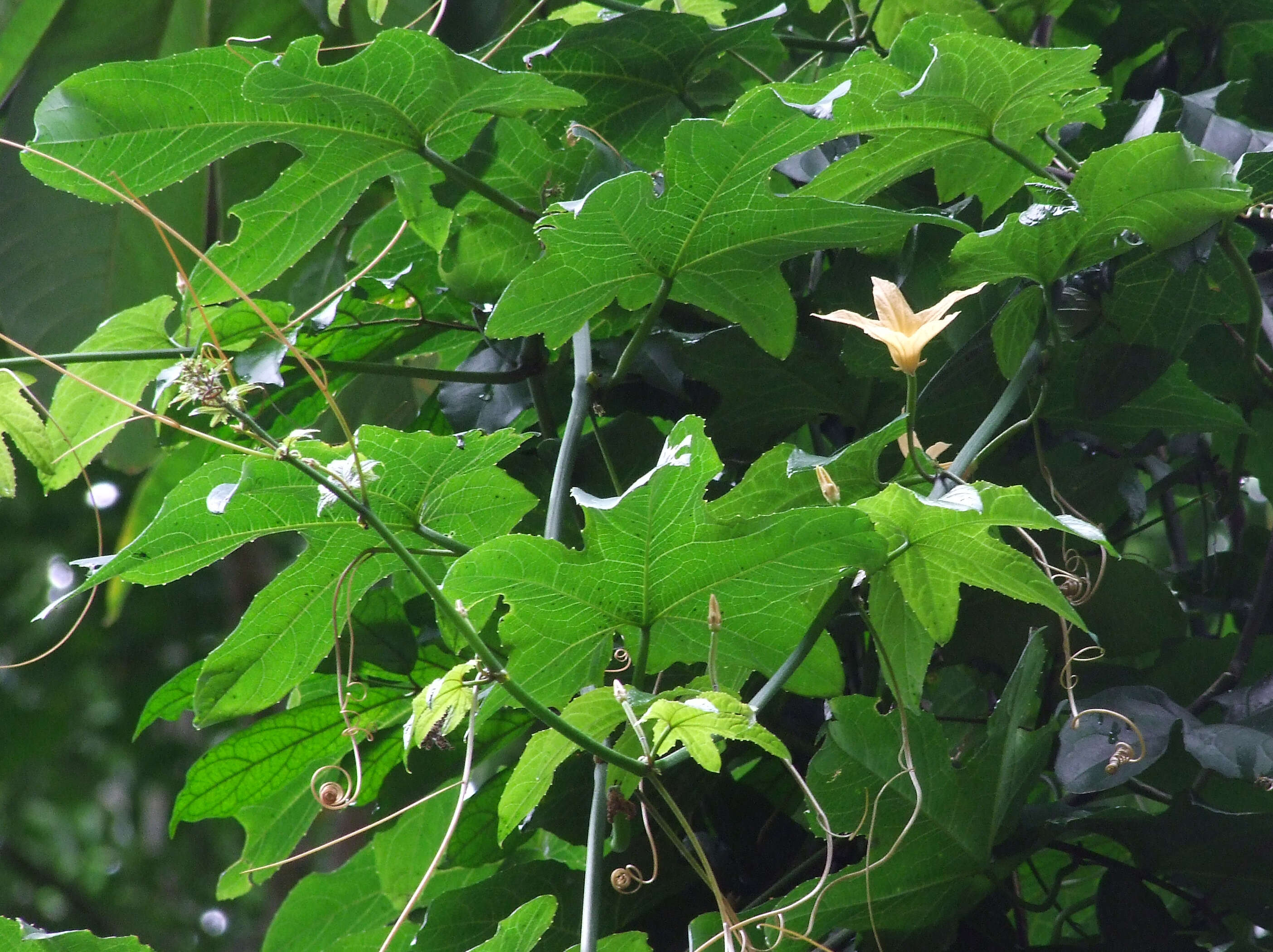 Image of Coccinia grandiflora Cogn. ex Engl.