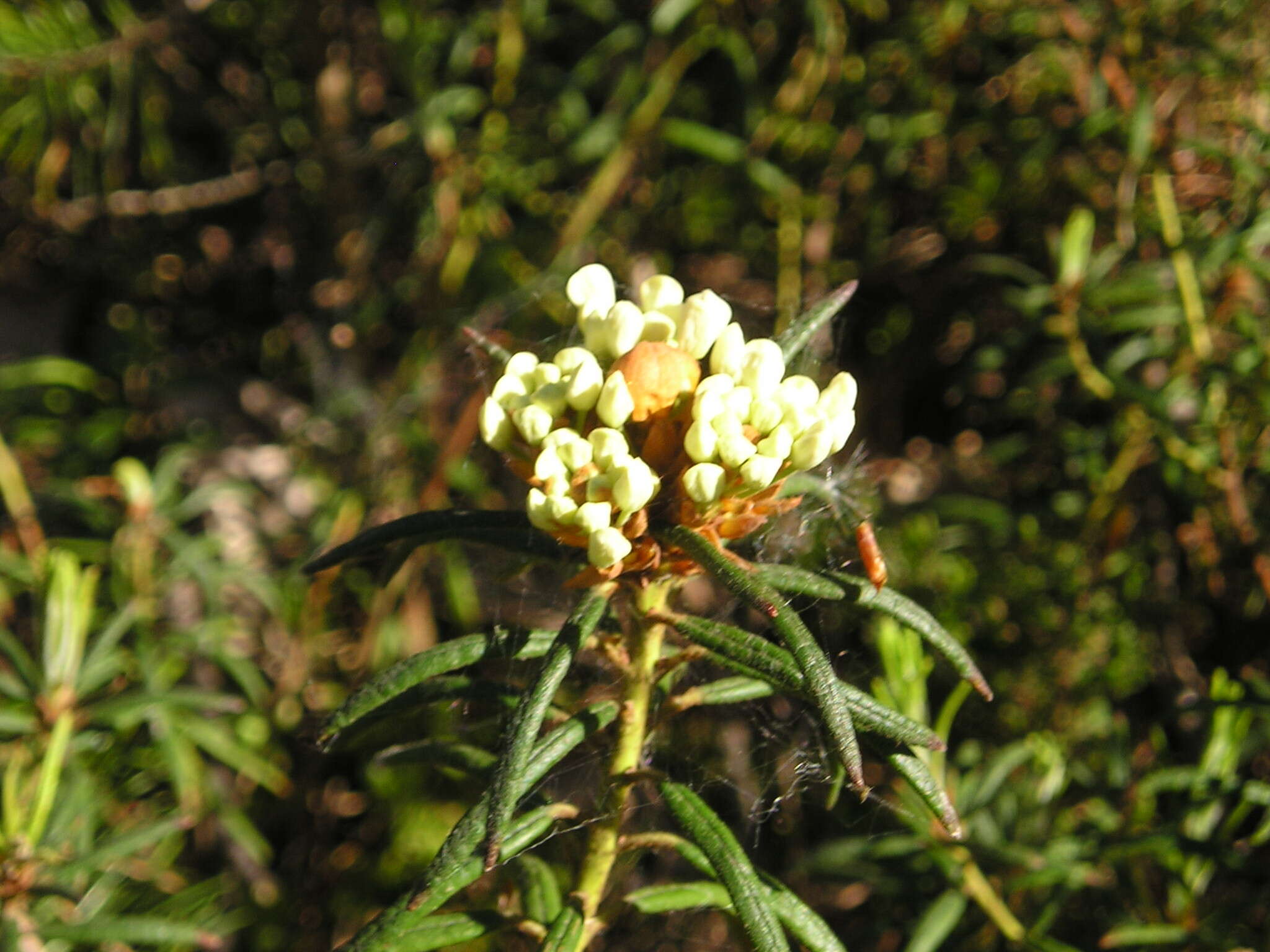 Imagem de Rhododendron tomentosum (Stokes) Harmaja