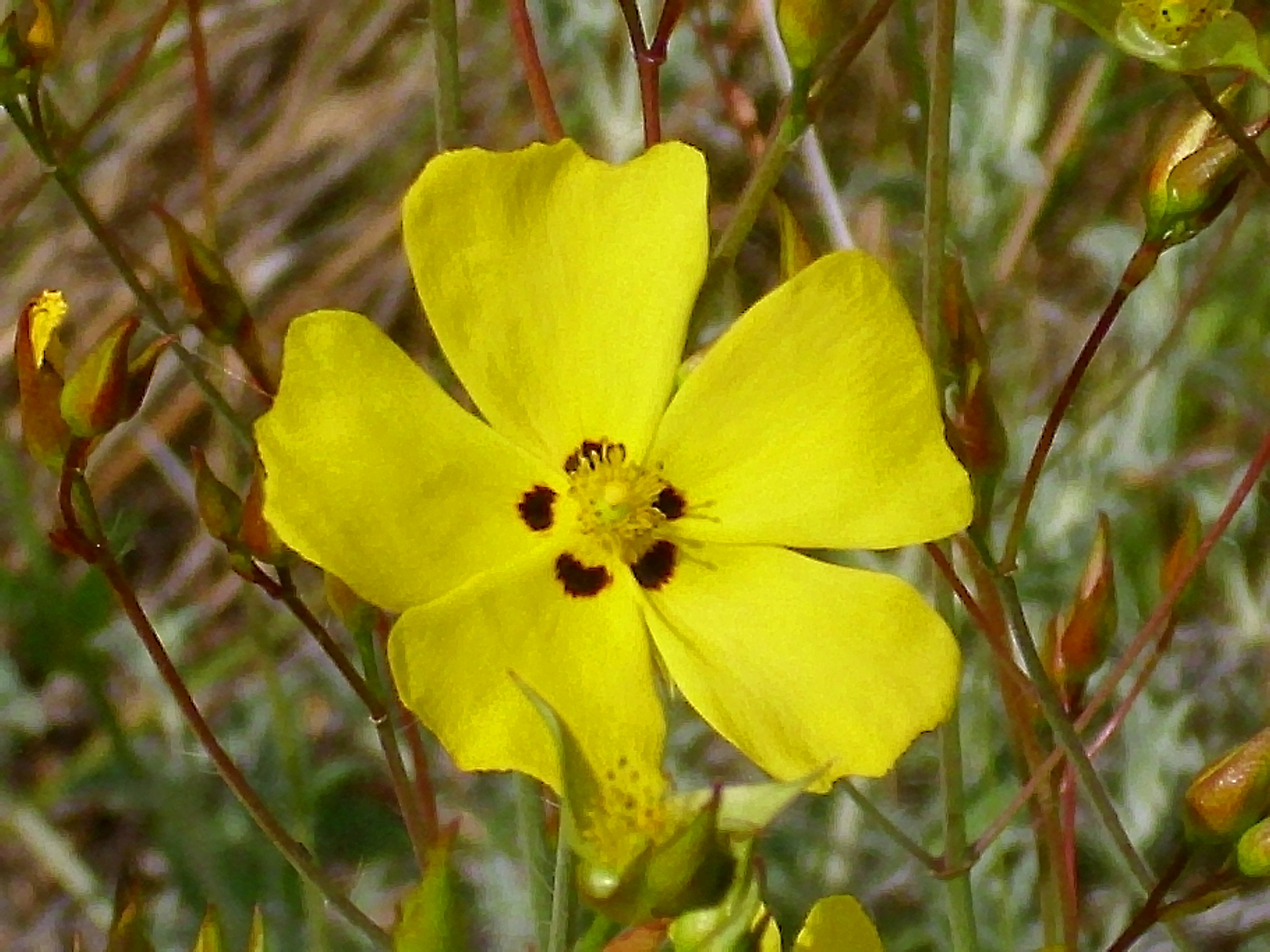 Halimium ocymoides (rights holder: Javier martin)