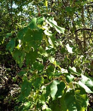 Image of Croton bernieri