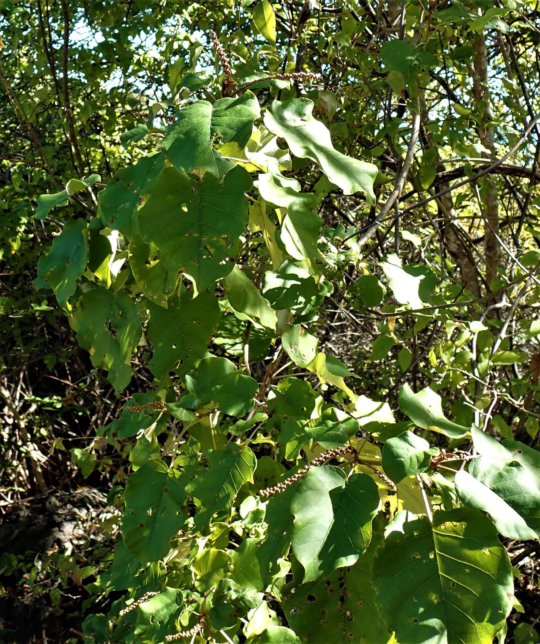 Croton bernieri resmi