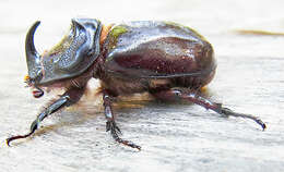 Image of European rhinoceros beetle