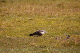 Image of Andean Teal