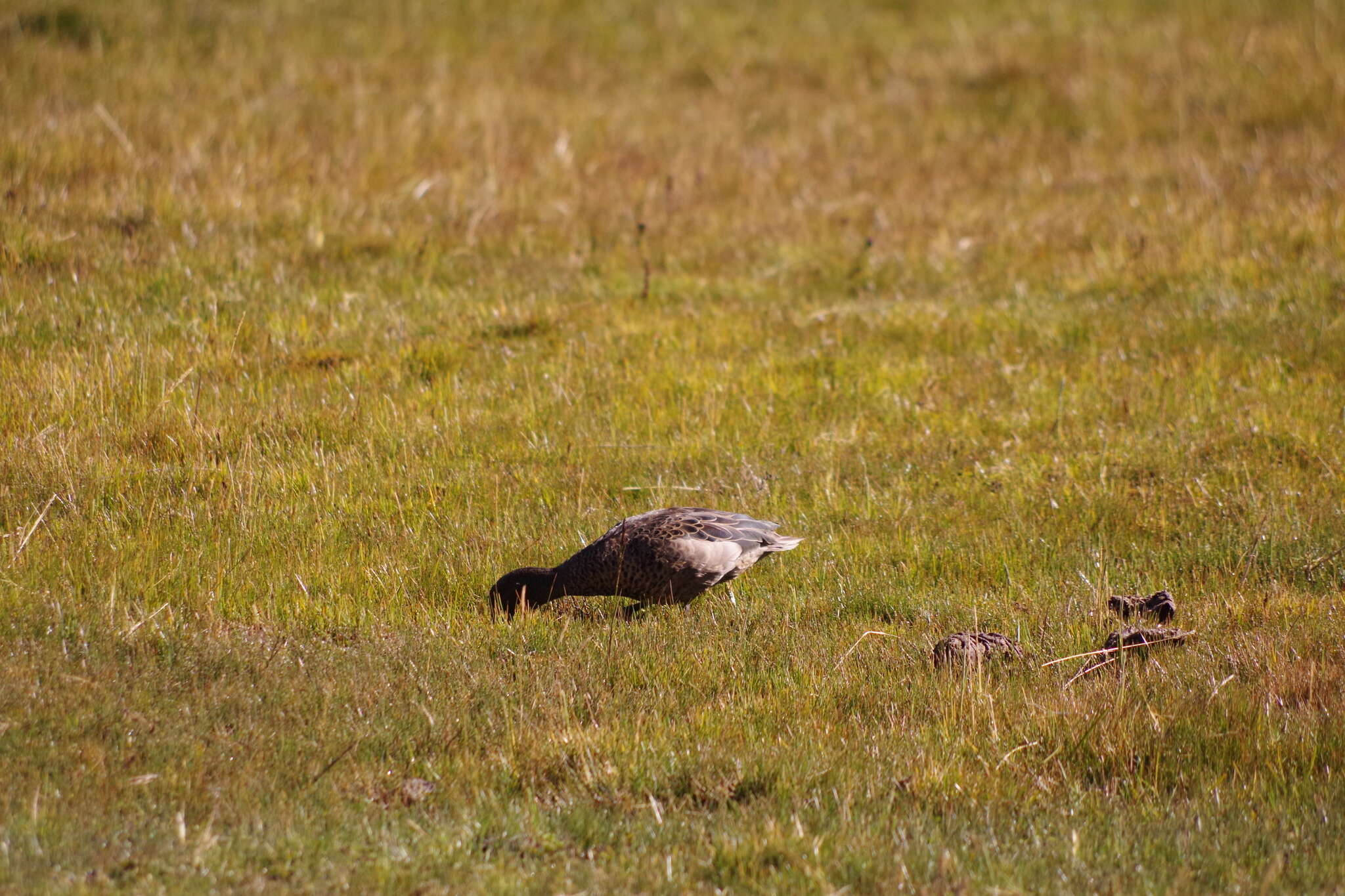 Image of Andean Teal