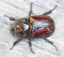 Image of European rhinoceros beetle