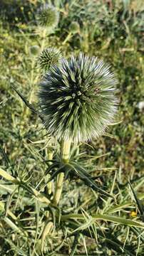 Image of Echinops bovei Boiss.