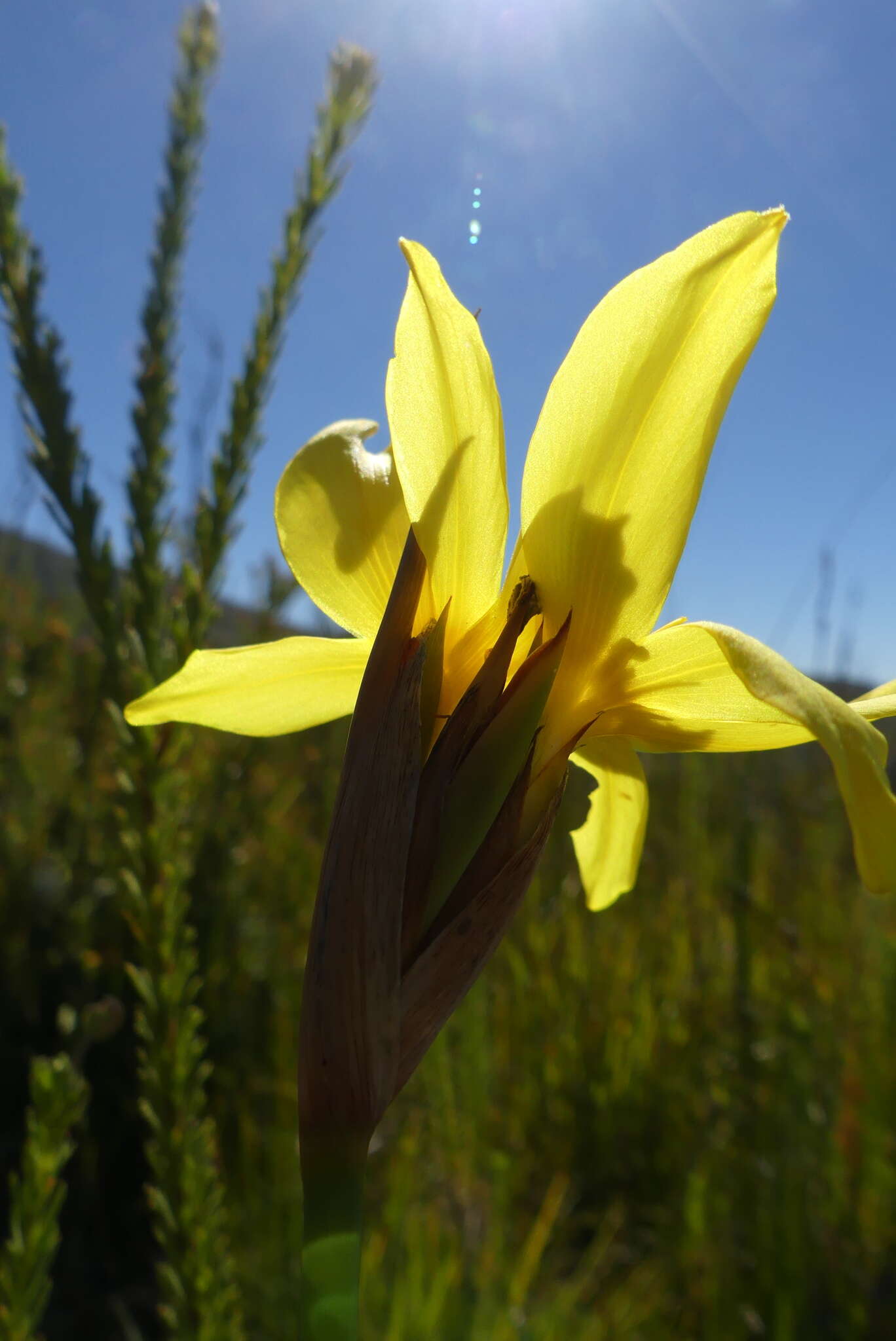 Image of Bobartia parva Gillett