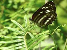 Phaedyma columella Cramer 1782 resmi