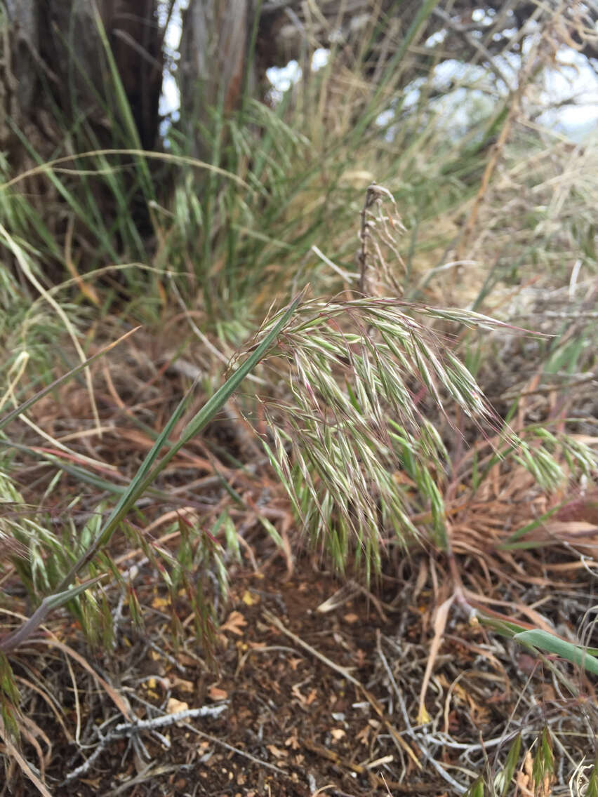 Imagem de Bromus tectorum L.