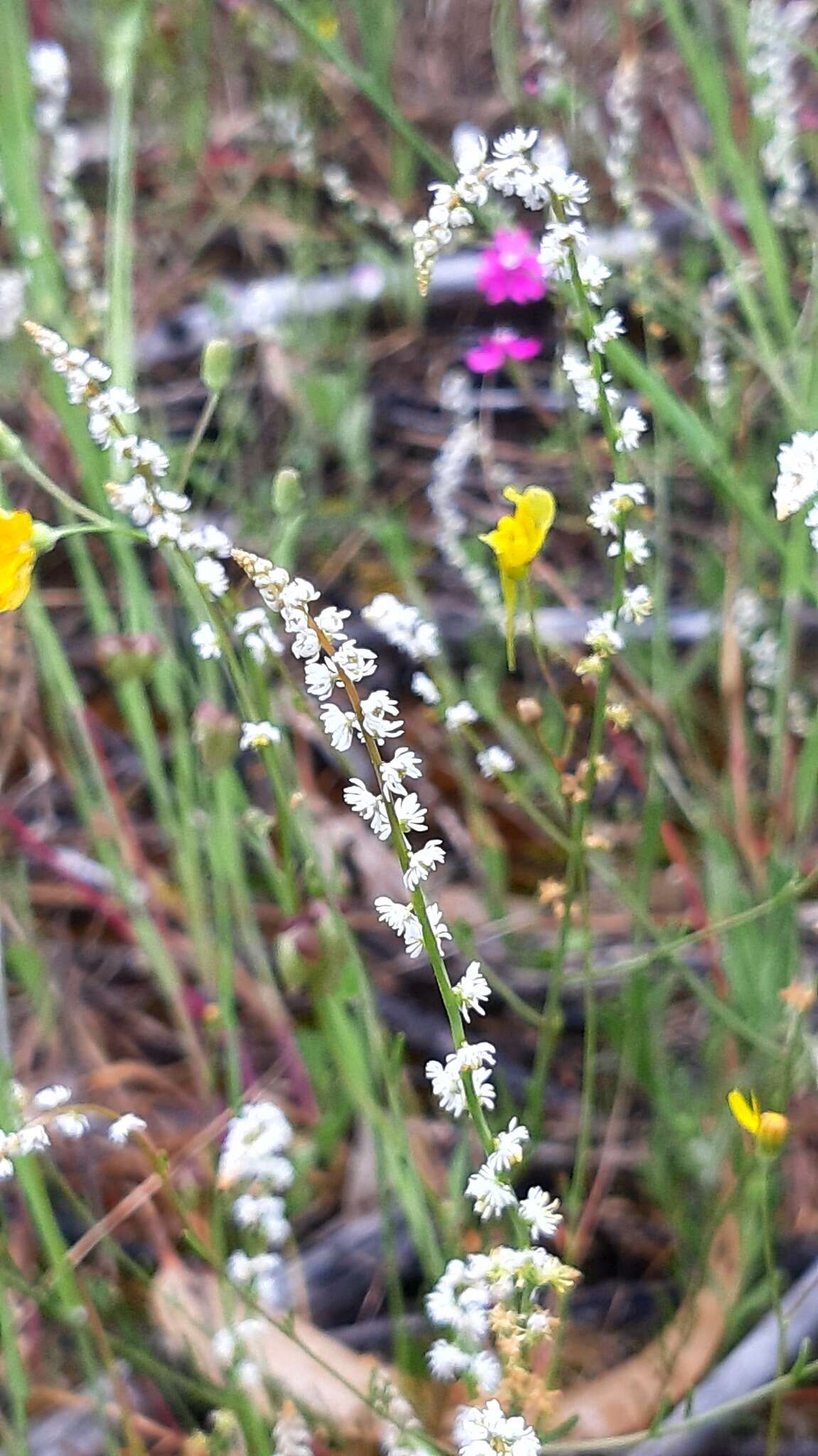 Image of Sesamoides purpurascens (L.) G. López González