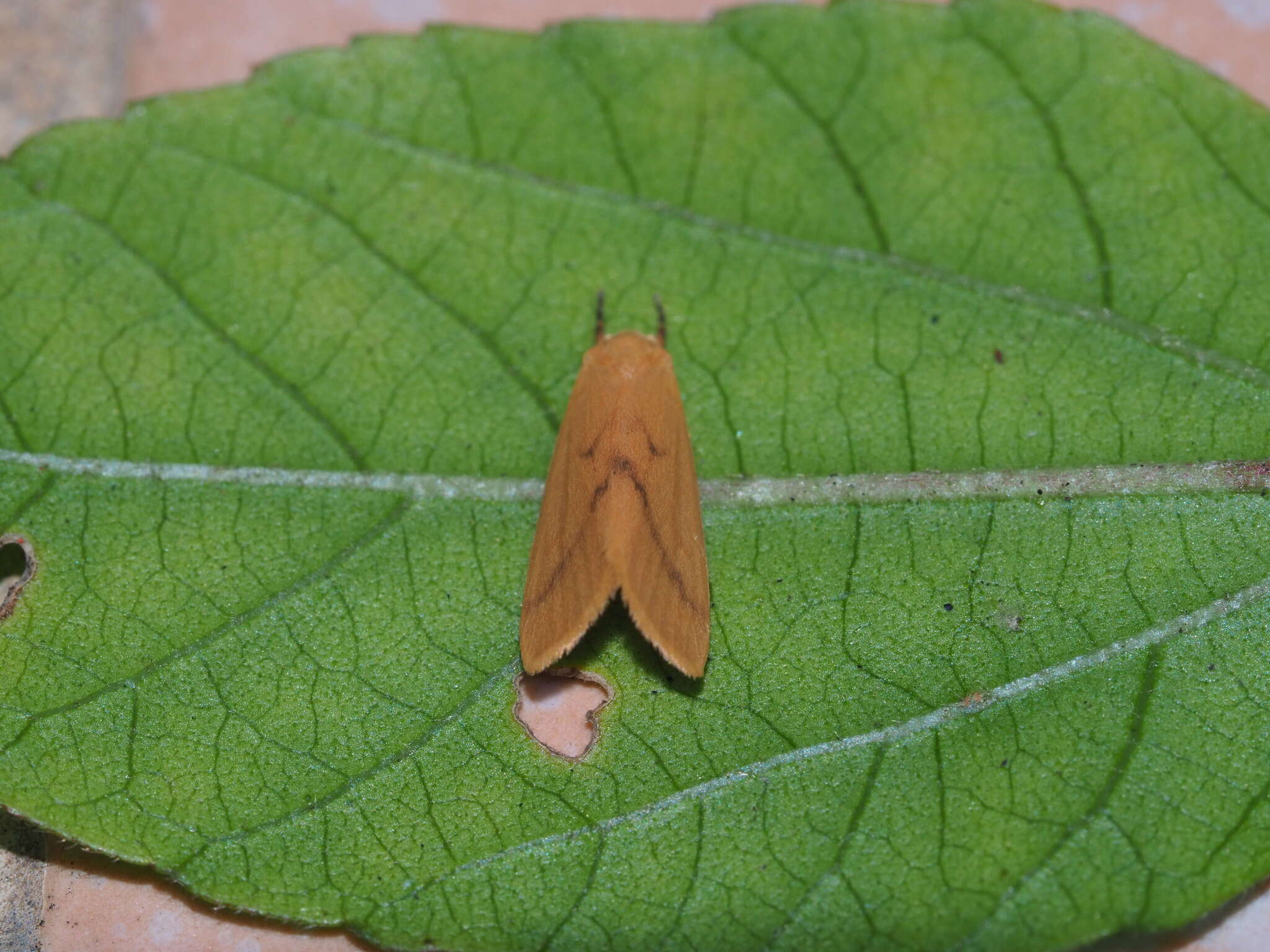 Image of Notata parva Hampson 1891