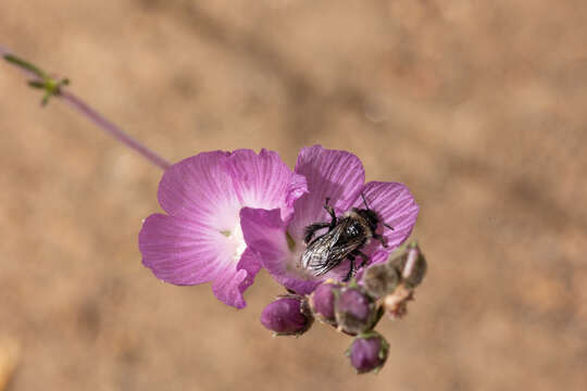 Image of Diadasia nigrifrons (Cresson 1879)