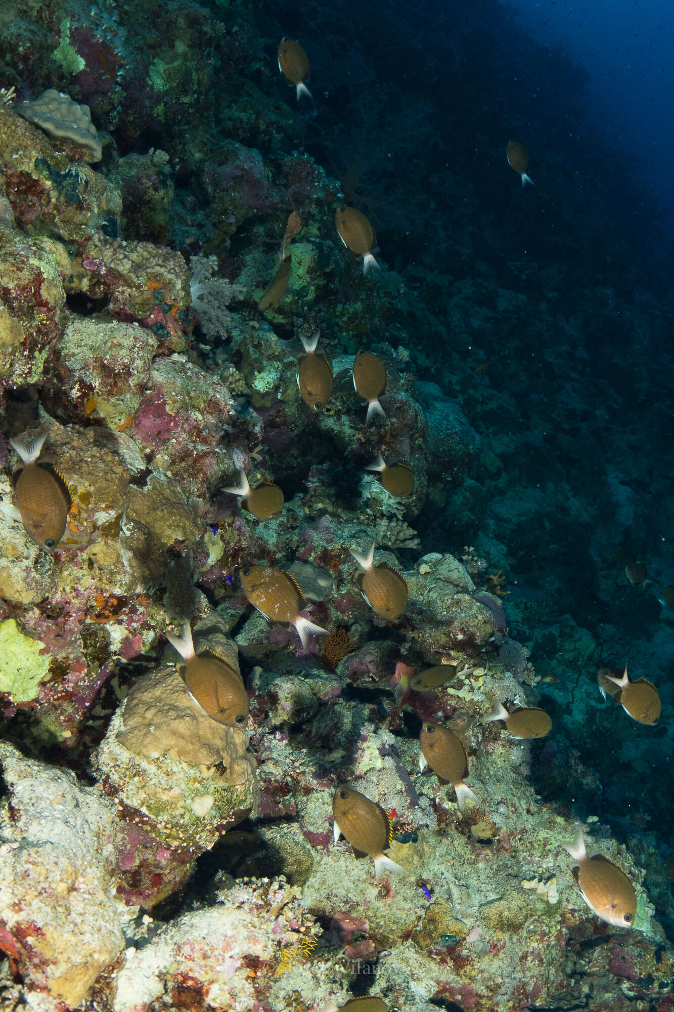 Image of Pemba chromis