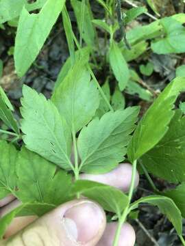 Image of hairyjoint meadowparsnip