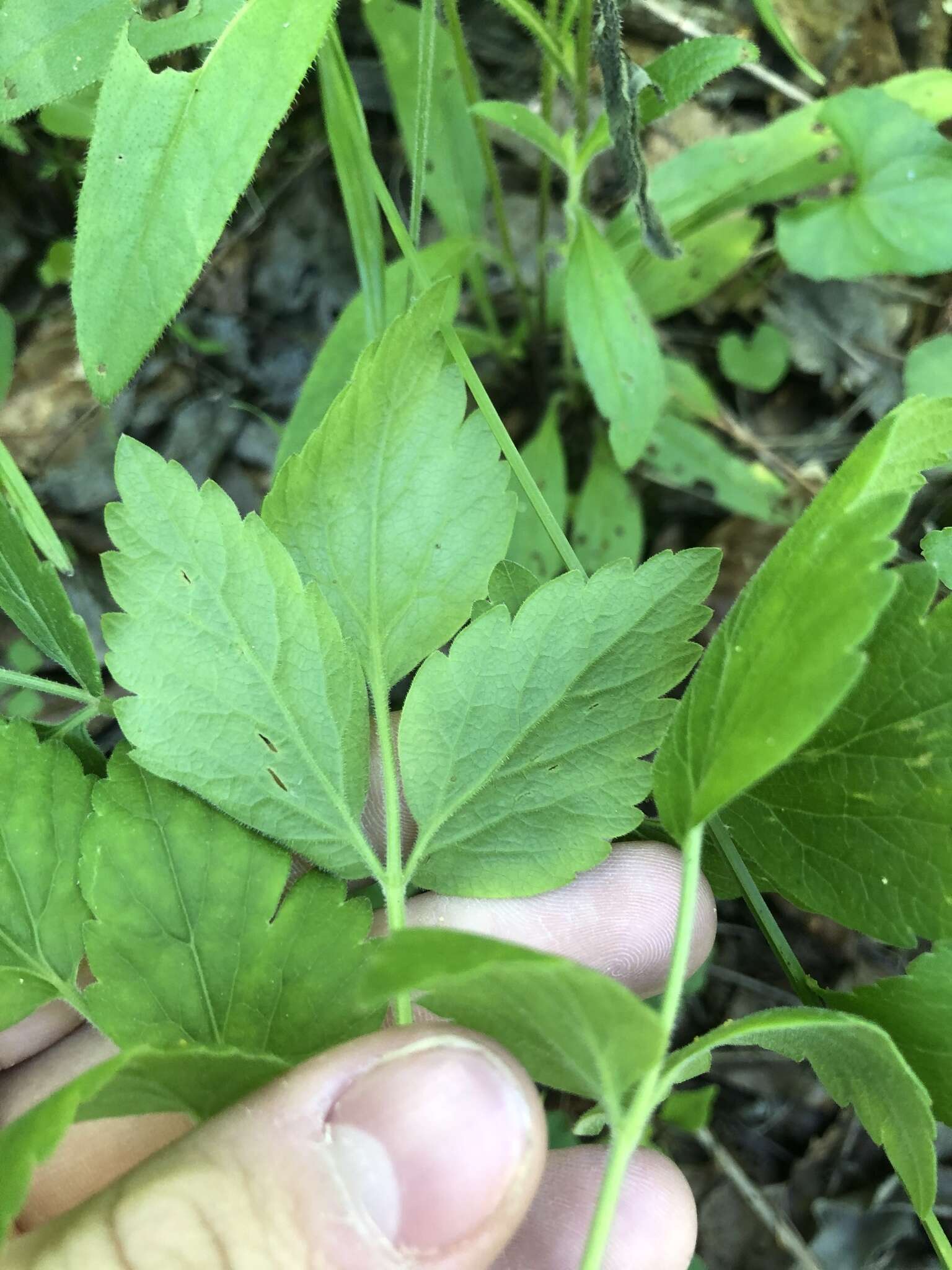 Image of hairyjoint meadowparsnip