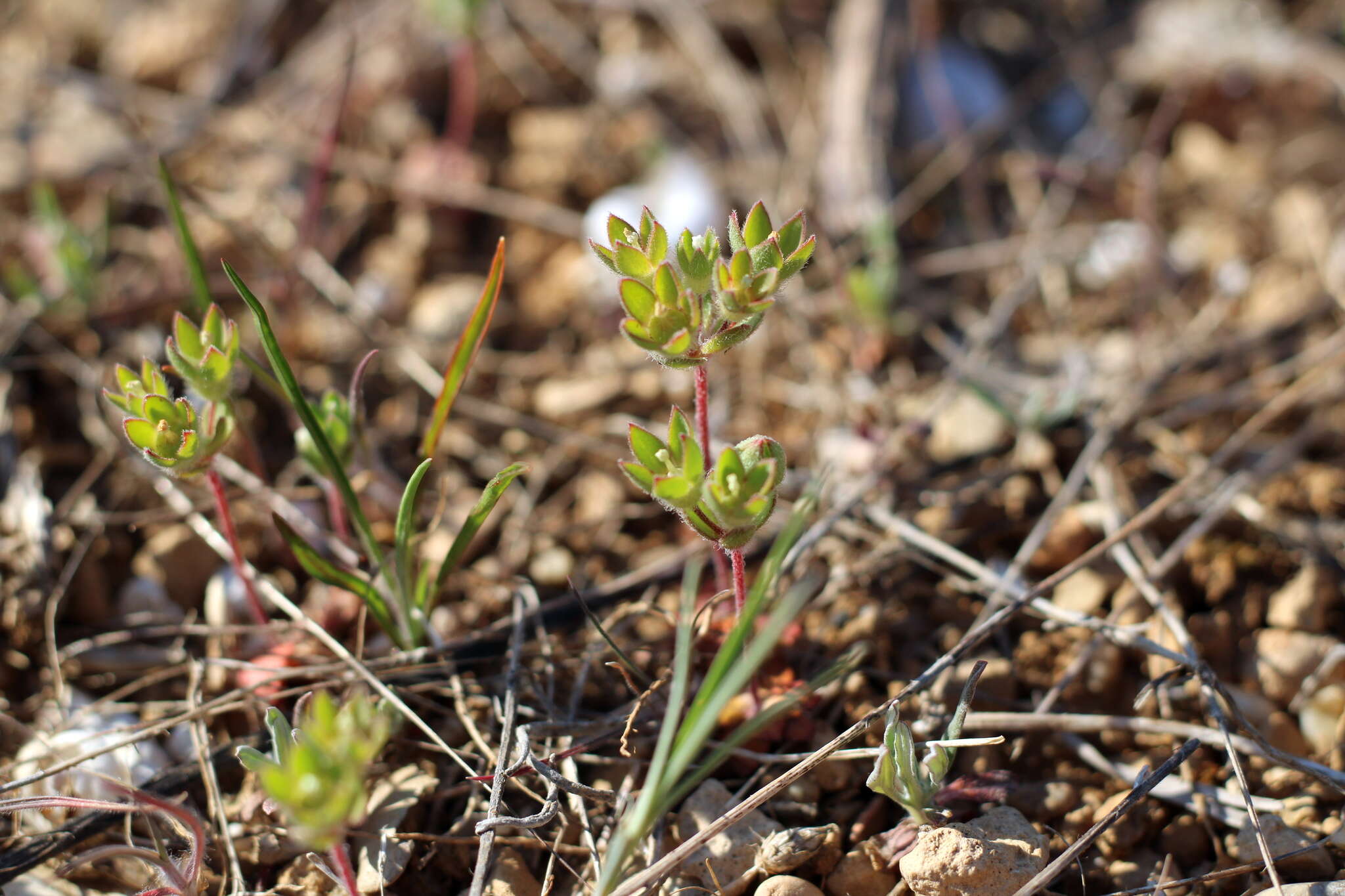 Image of greater rockjasmine