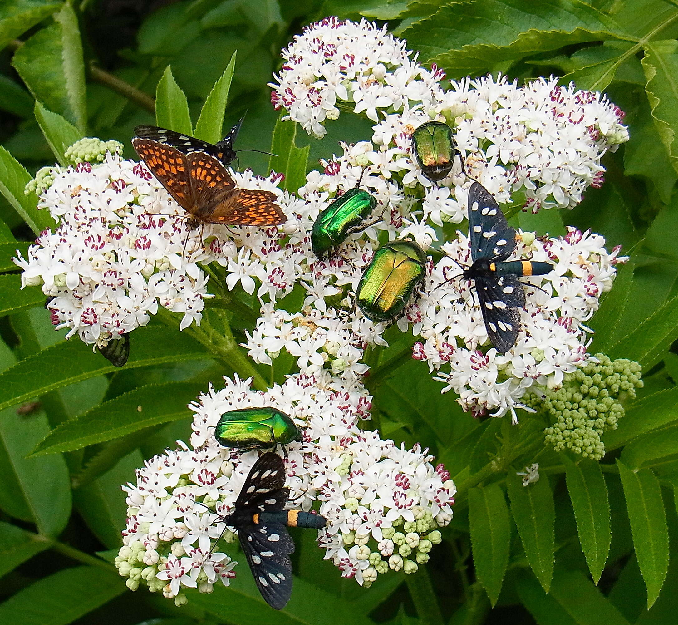 Imagem de Sambucus ebulus L.