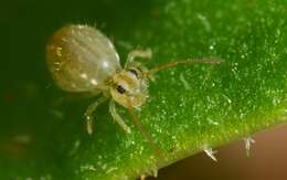 Image of Lucerne flea