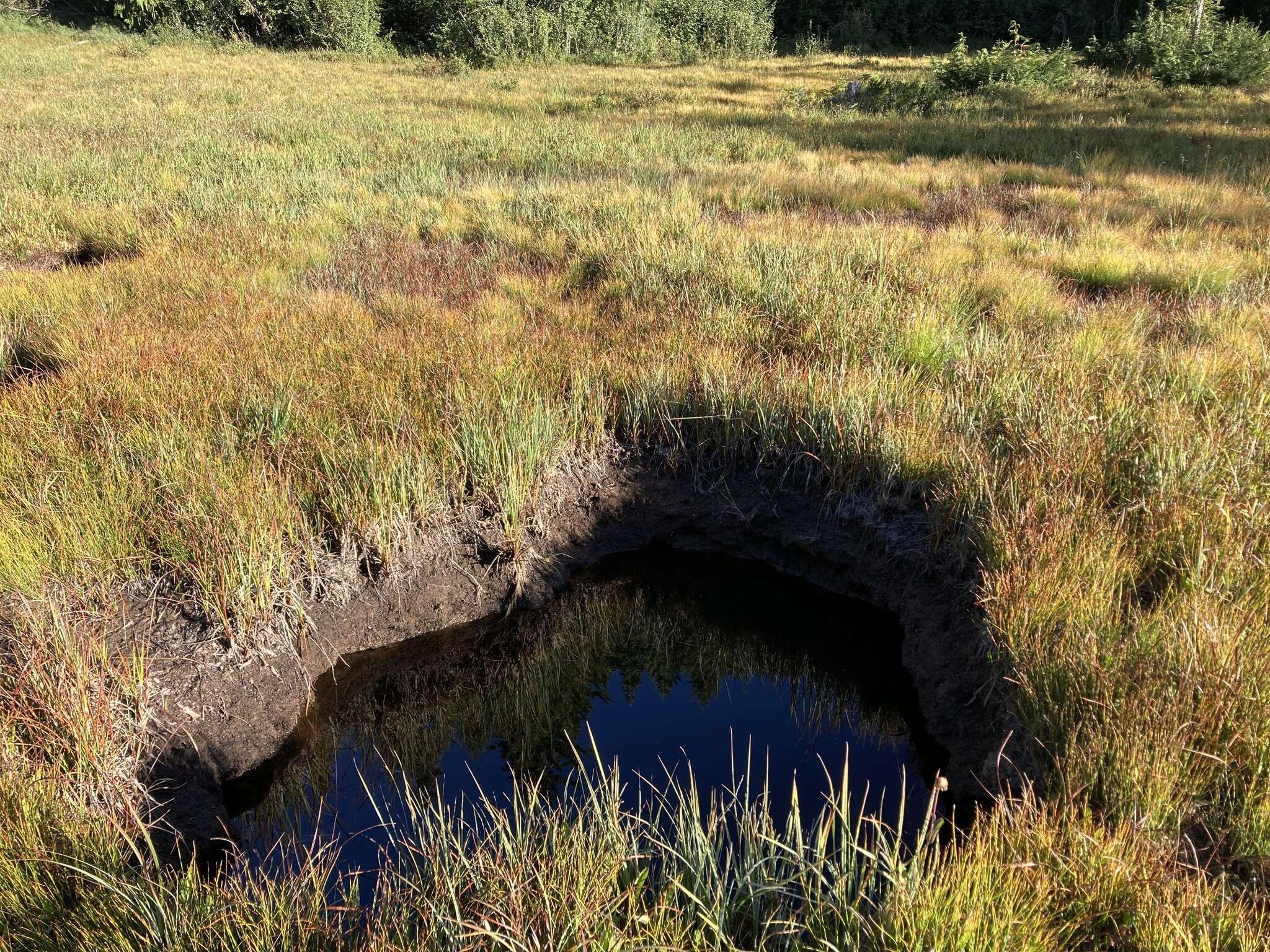 Image of water sedge