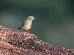 Image of Stripe-tailed Yellow Finch