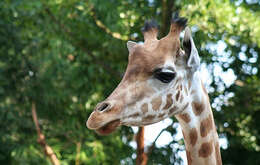 Image of Kordofan giraffe