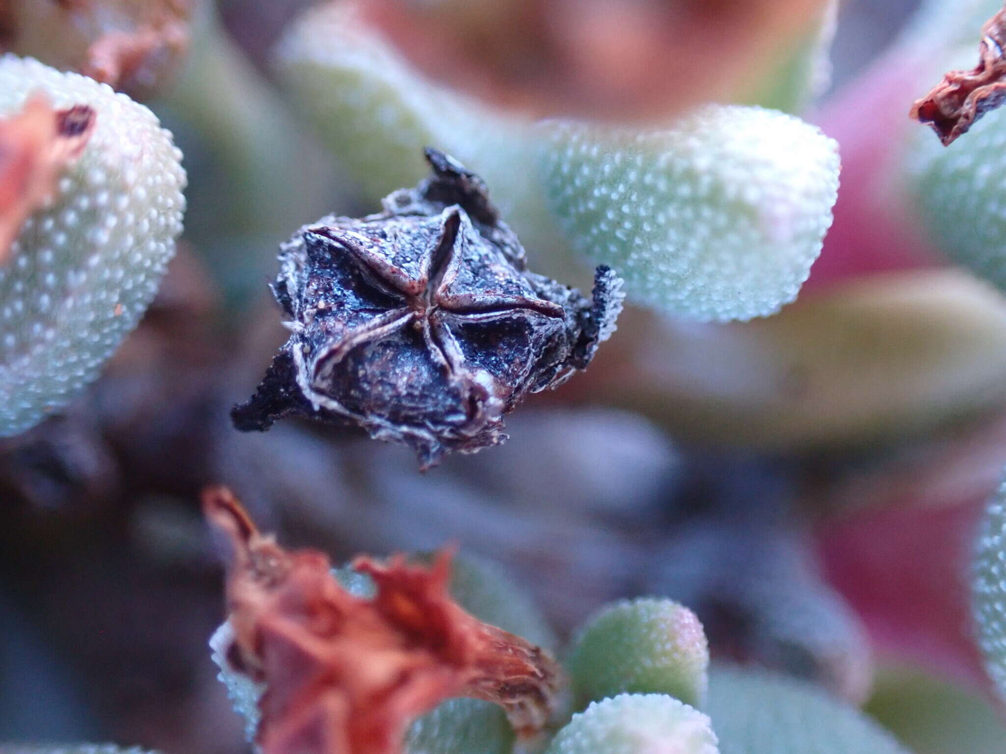 Image of Rhinephyllum graniforme (Haw.) L. Bol.