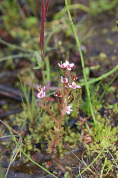 Image of hairy stonecrop