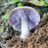 Image of Asproinocybe daleyae