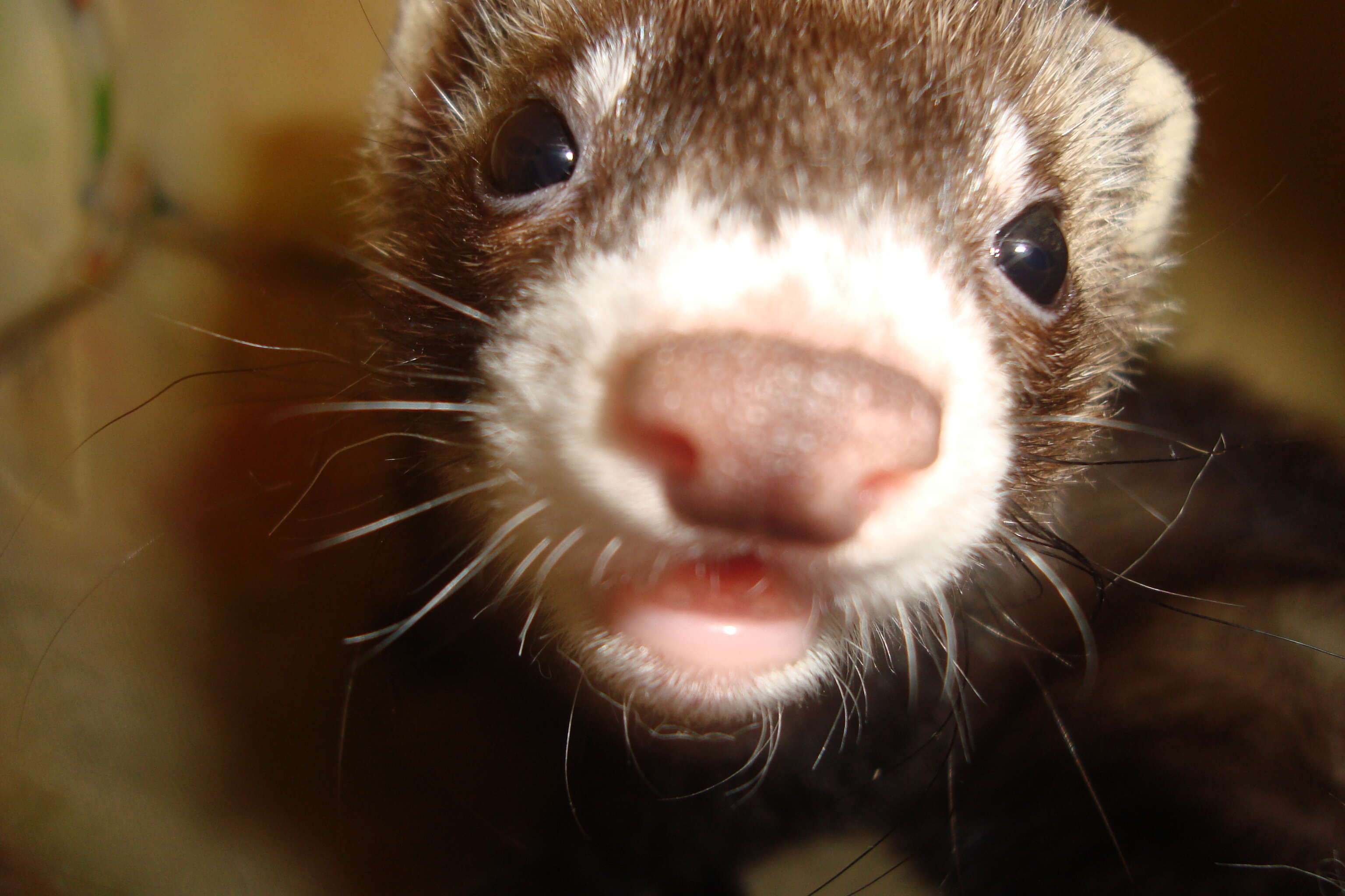 Image of domestic ferret