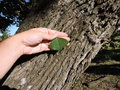 Image of Chinese tallow