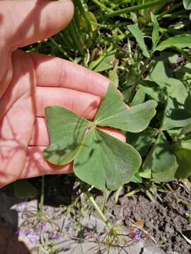 Image of Oxalis monticola Arechav.