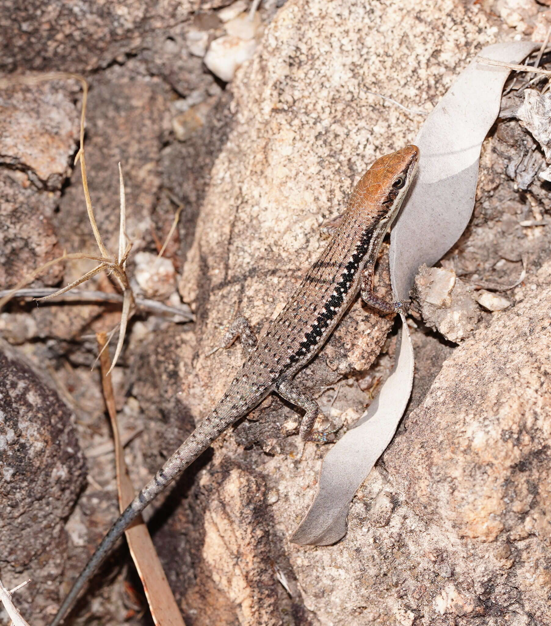 Image of Lined Rainbow-skink