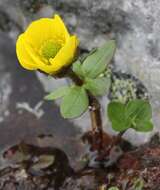 Image of snow buttercup