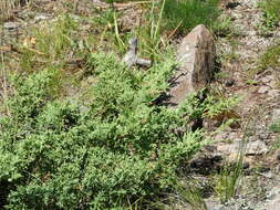 صورة Juniperus pseudosabina Fisch. & C. A. Mey.