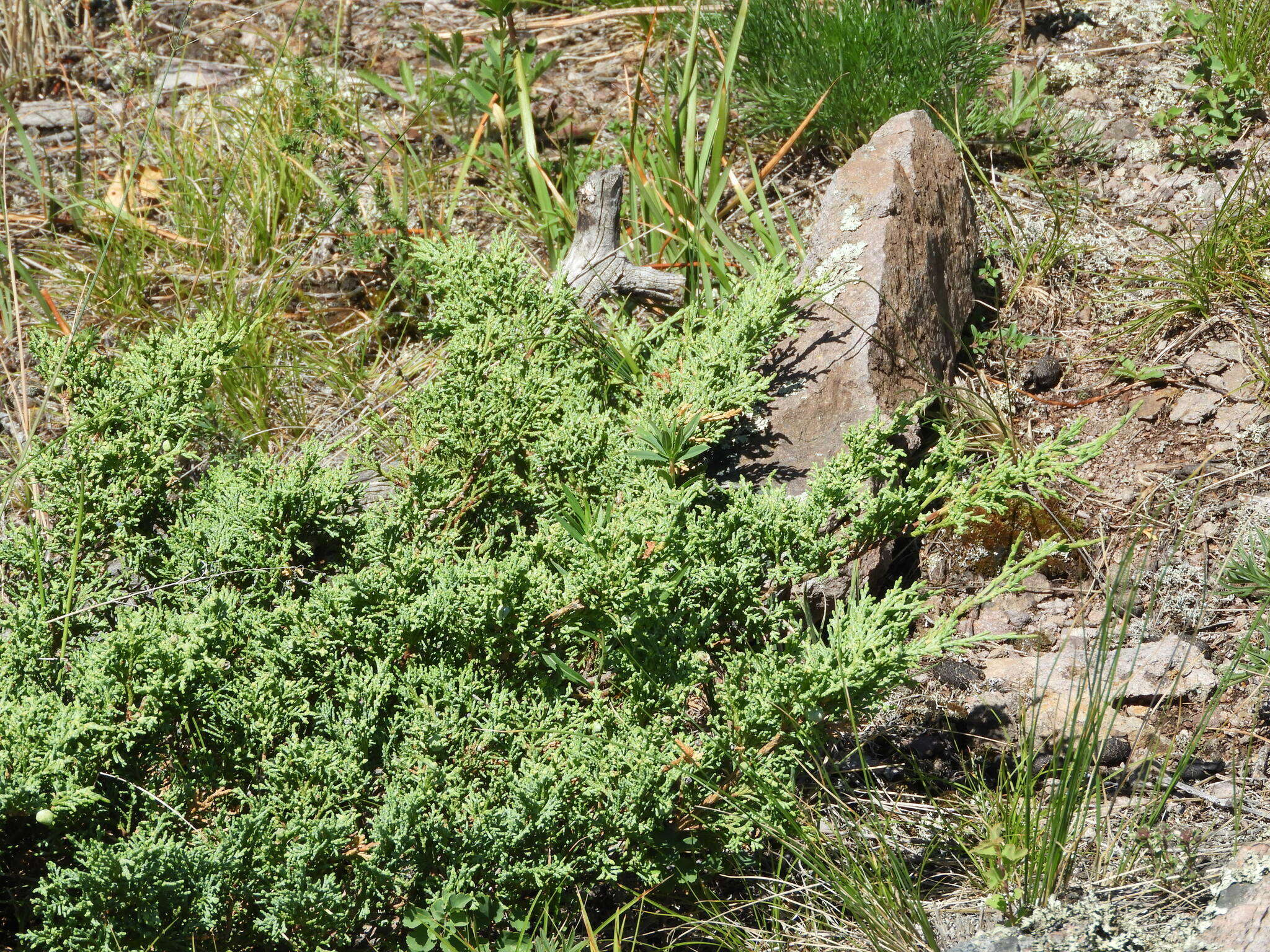 Plancia ëd Juniperus pseudosabina Fisch. & C. A. Mey.