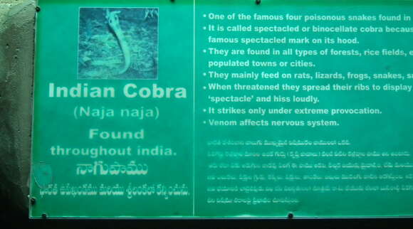 Image of Indian cobra