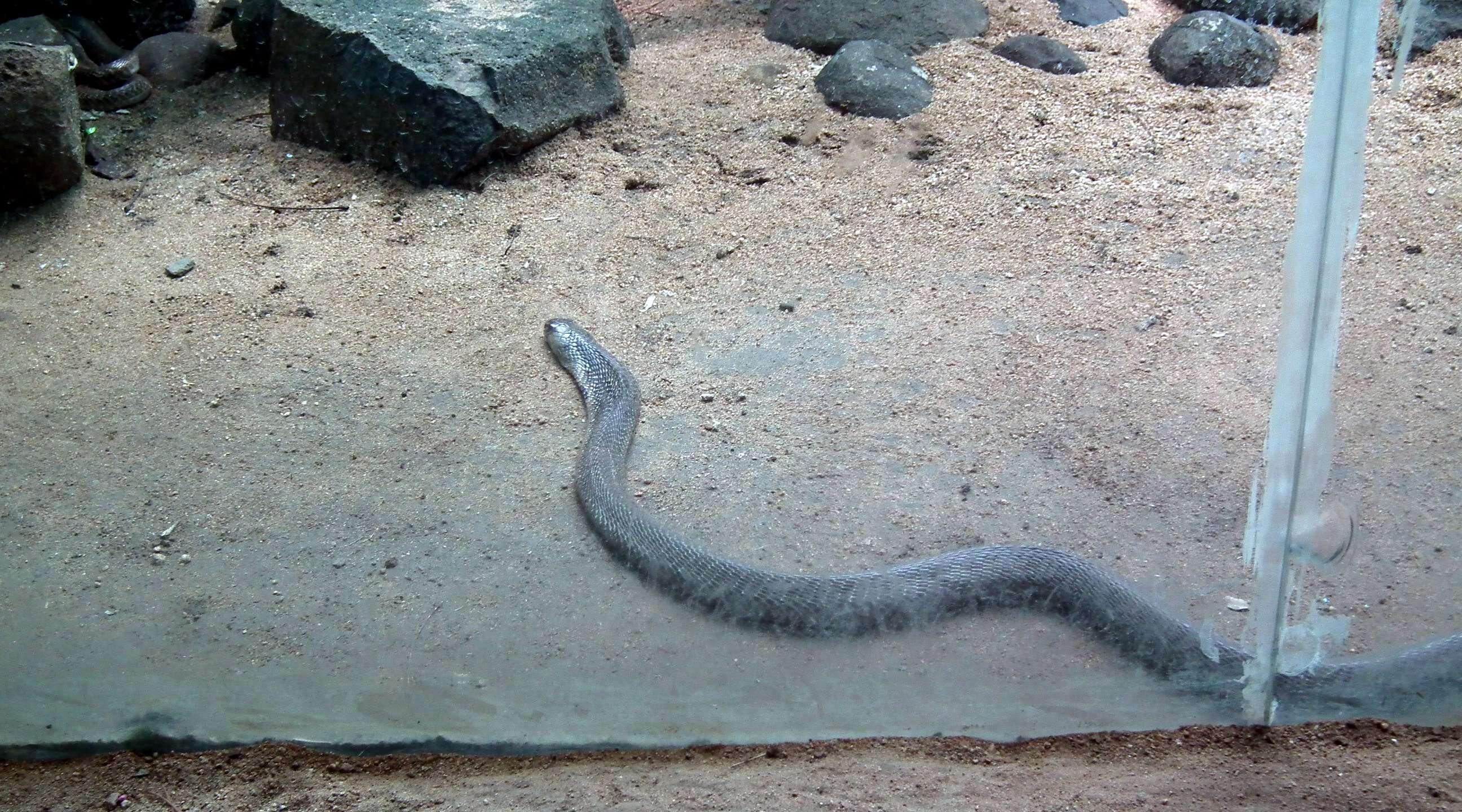 Image of Indian cobra