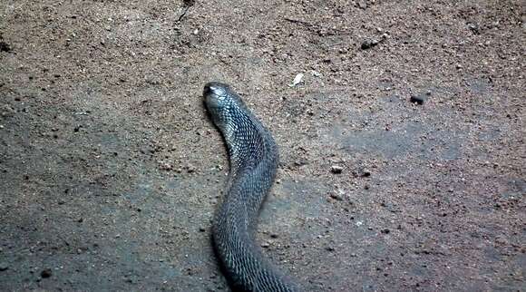 Image of Indian cobra