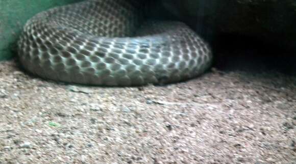 Image of Indian cobra