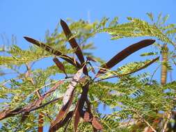 Plancia ëd Leucaena diversifolia (Schltdl.) Benth.