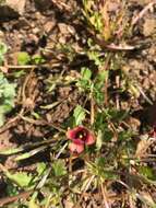 Imagem de Diascia capensis (L.) Britten