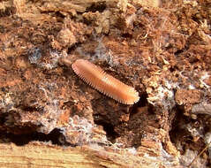 Image of Brachycybe lecontii Wood 1864