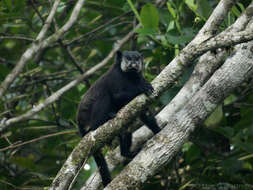 Image of Mottle-face Tamarin