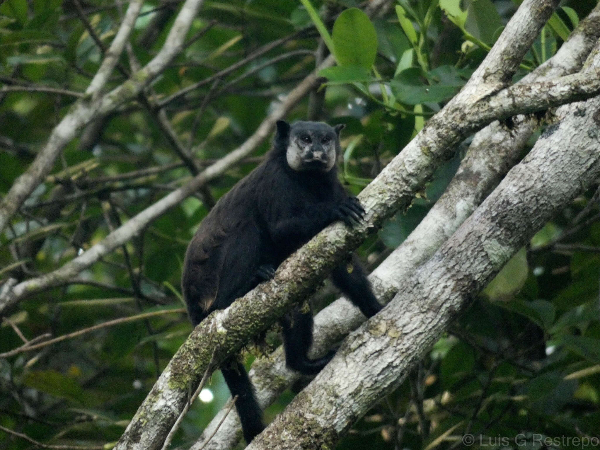 Image of Mottle-face Tamarin